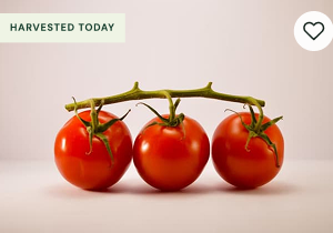Farm Tomato